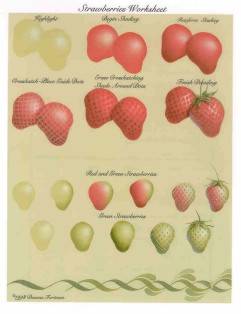 Strawberries Worksheet