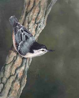 White Breasted Nuthatch,Step 7.bmp (2627086 bytes)